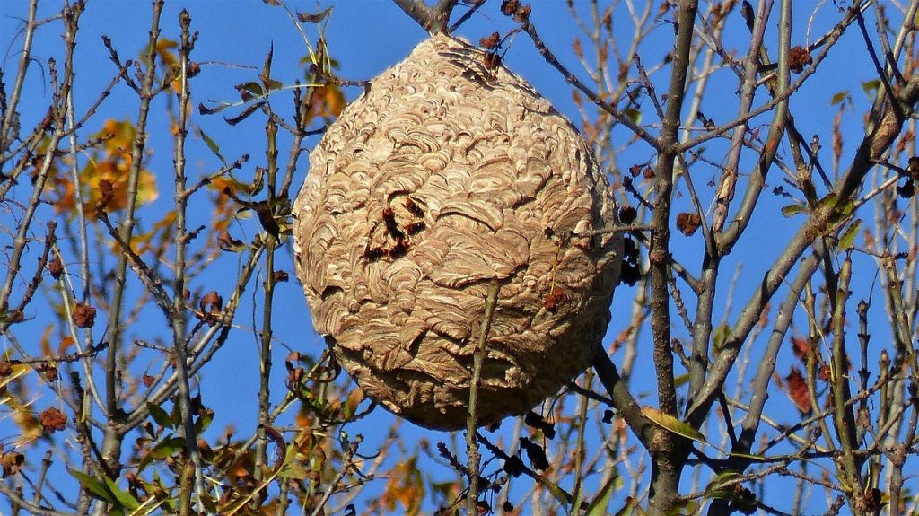 insects, nest, nature, asian hornet, invasive species, asian hornet, asian hornet, asian hornet, asian hornet, asian hornet, invasive species